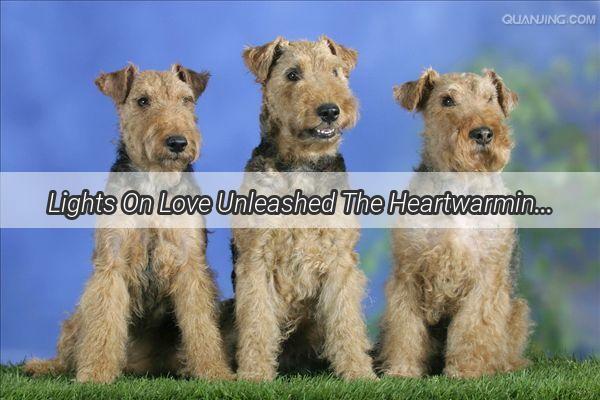 Lights On Love Unleashed The Heartwarming Tale of a Dogs Constant Light Companion